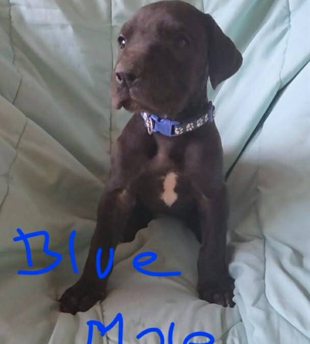 Blue