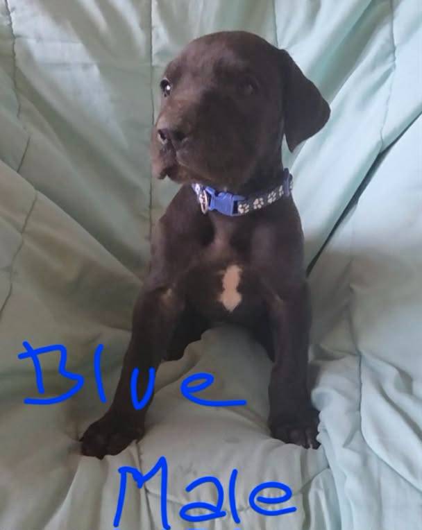 Blue