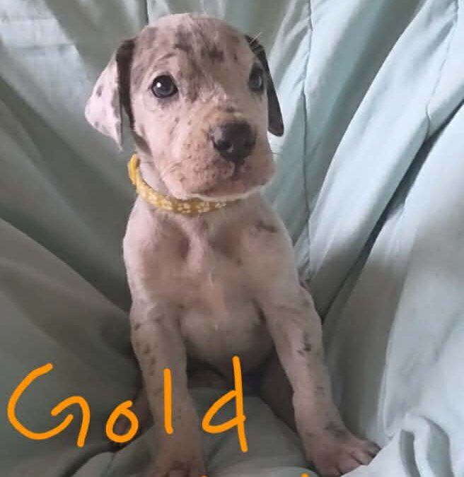Gold