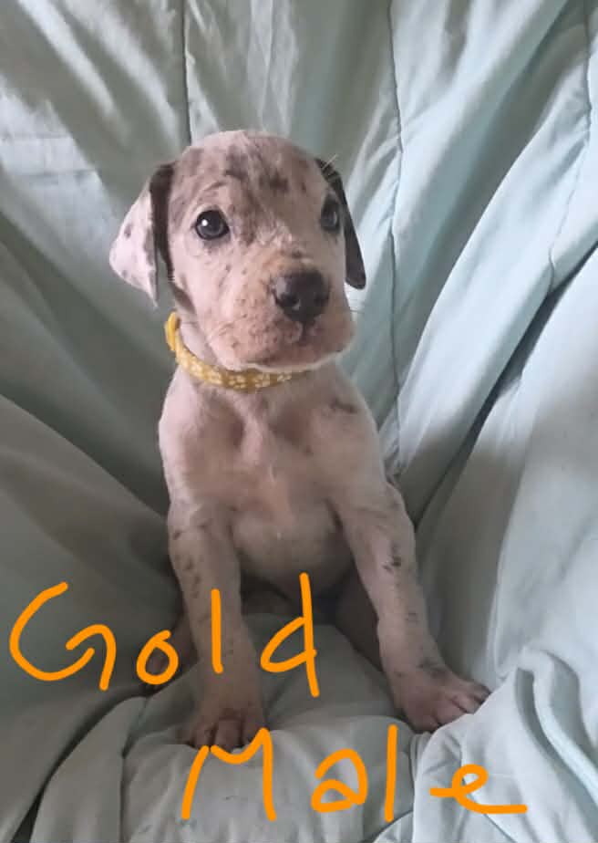 Gold