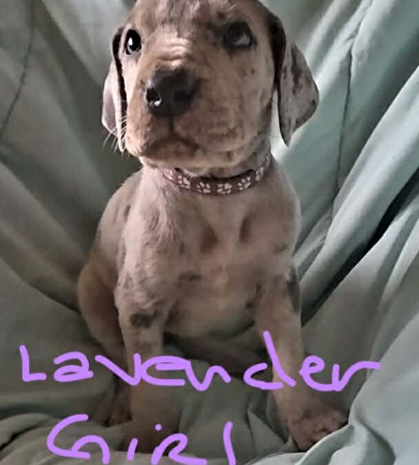 Lavender