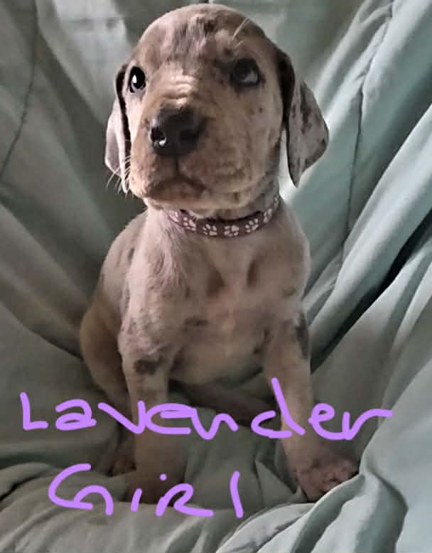 Lavender