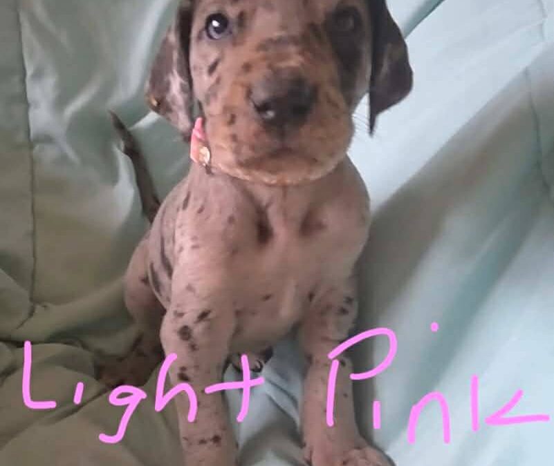 Light Pink