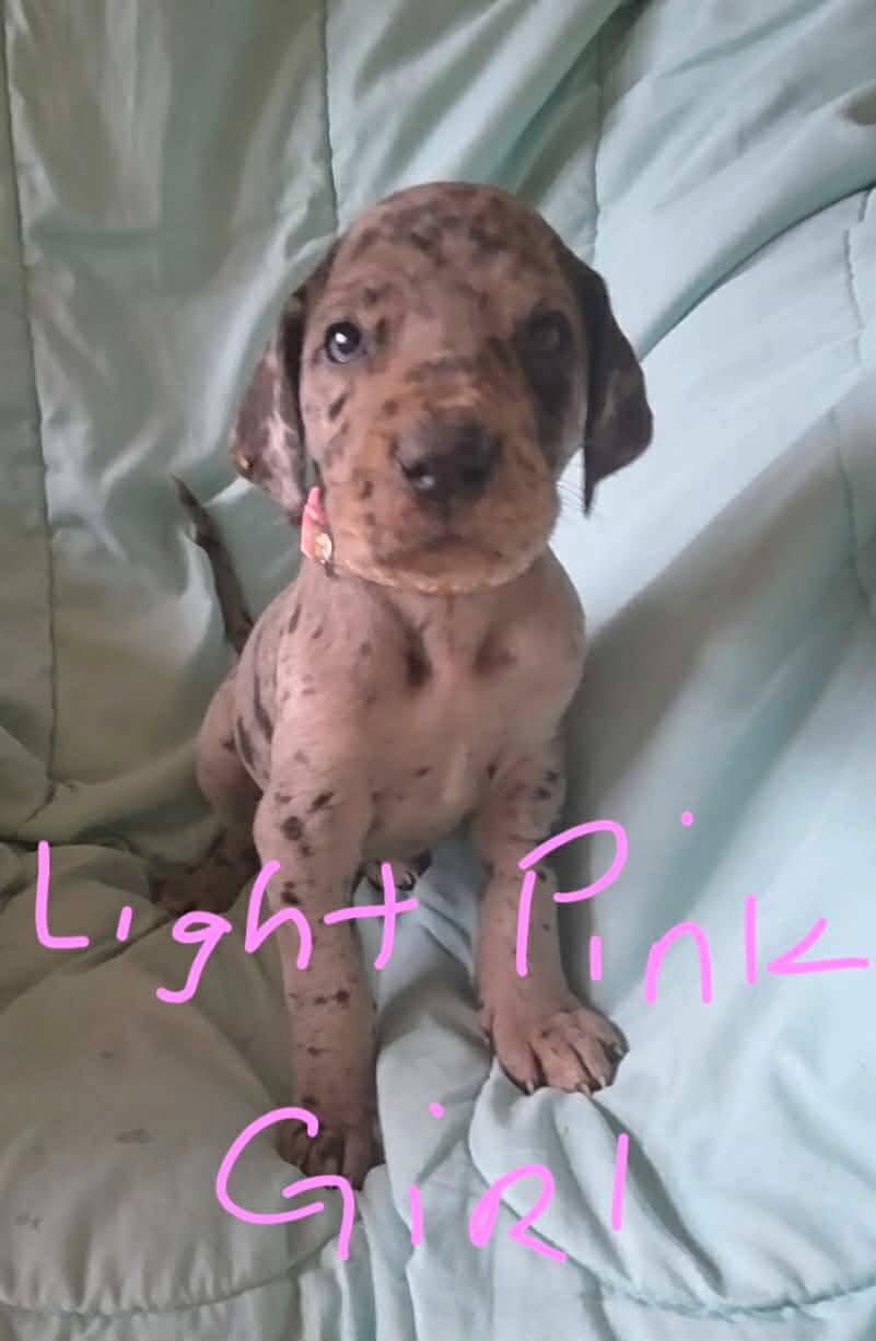 Light Pink