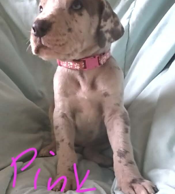 Pink