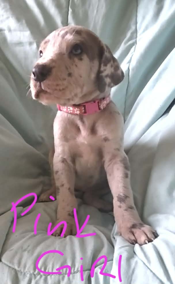 Pink