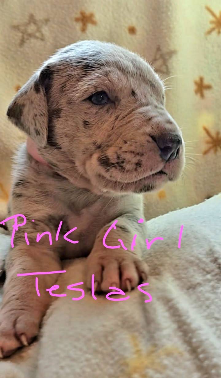 Pink