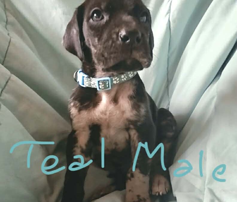 Teal
