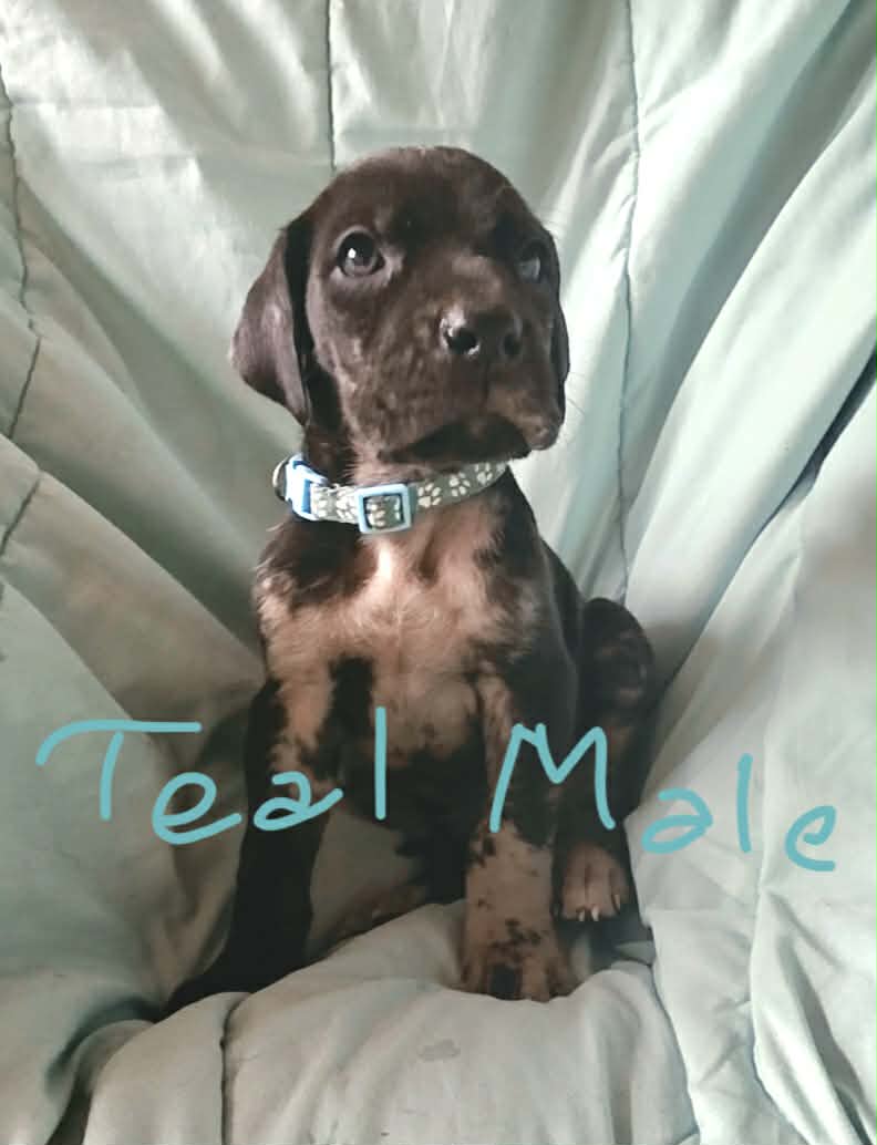 Teal