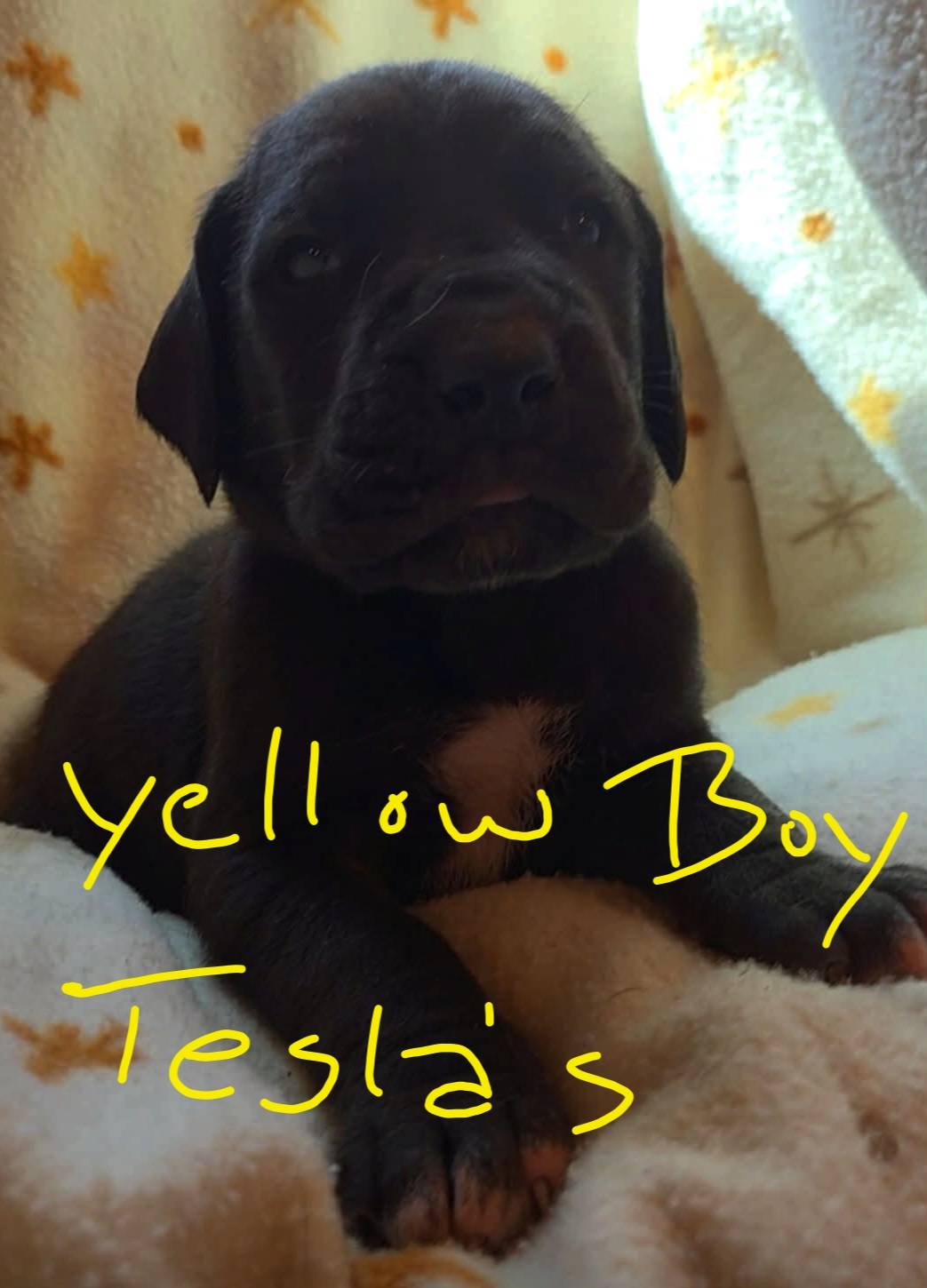 Yellow