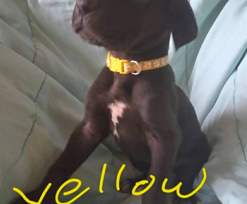 Yellow