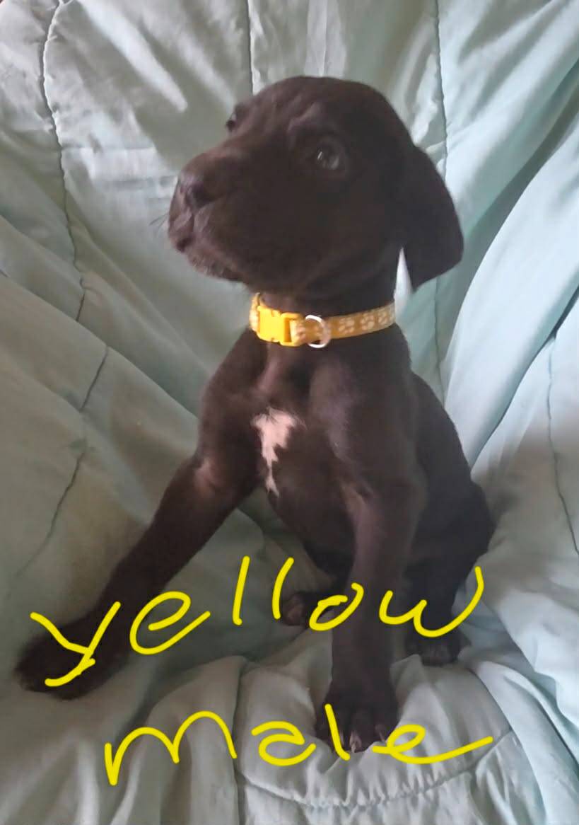 Yellow